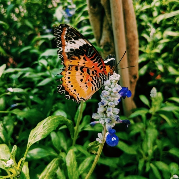 Meet your Posher, Kylie☀️ - Picture 3 of 5